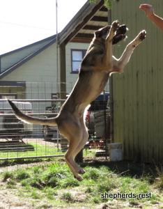 Image of Anatolian Shepherd Oyacalı Sırtlan Import