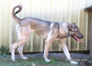 Image of Anatolian Shepherd Oyacalı Sırtlan Import