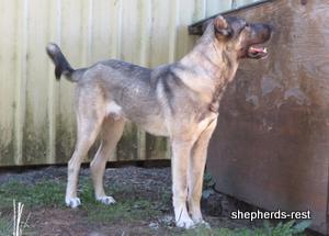 Image of Anatolian Shepherd Oyacalı Sırtlan Import