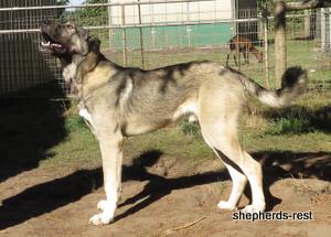 Image of Anatolian Shepherd Oyacalı Sırtlan Import