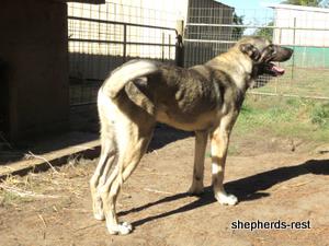 Image of Anatolian Shepherd Oyacalı Sırtlan Import