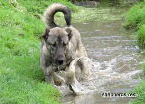 Image of Anatolian Shepherd Oyacalı Sırtlan Import