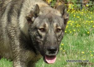 Image of Anatolian Shepherd Oyacalı Sırtlan Import