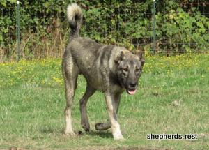 Image of Anatolian Shepherd Oyacalı Sırtlan Import