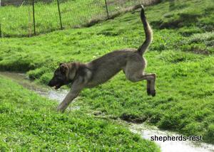 Image of Anatolian Shepherd Oyacalı Sırtlan Import