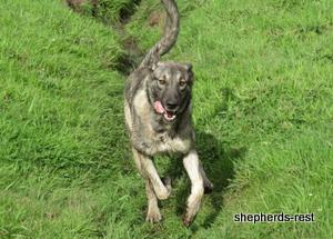 Image of Anatolian Shepherd Oyacalı Sırtlan Import
