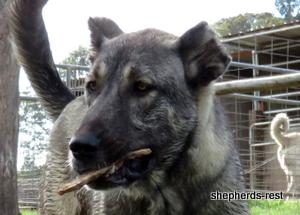 Image of Anatolian Shepherd Oyacalı Sırtlan Import