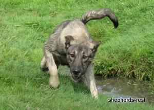 Image of Anatolian Shepherd Oyacalı Sırtlan Import