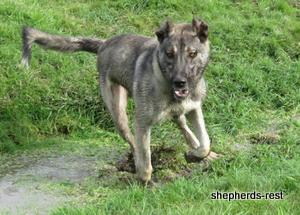 Image of Anatolian Shepherd Oyacalı Sırtlan Import