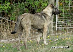 Image of Anatolian Shepherd Oyacalı Sırtlan Import