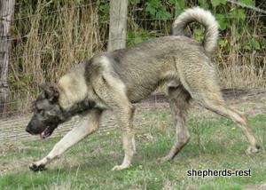Image of Anatolian Shepherd Oyacalı Sırtlan Import