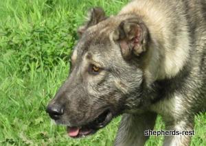 Image of Anatolian Shepherd Oyacalı Sırtlan Import