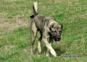 Image of Anatolian Shepherd Oyacalı Sırtlan Import