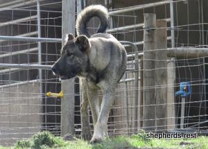 Image of Anatolian Shepherd Oyacalı Sırtlan Import