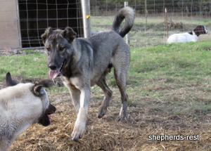 Image of Anatolian Shepherd Oyacalı Sırtlan Import