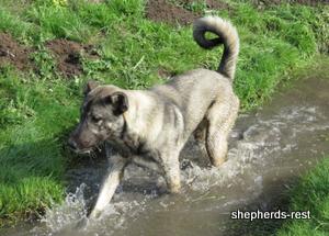 Image of Anatolian Shepherd Oyacalı Sırtlan Import
