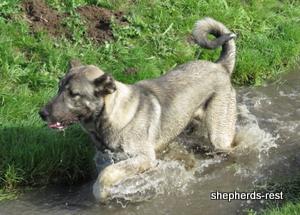 Image of Anatolian Shepherd Oyacalı Sırtlan Import