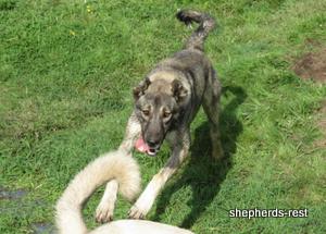 Image of Anatolian Shepherd Oyacalı Sırtlan Import