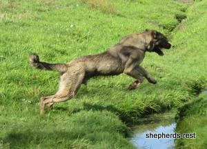 Image of Anatolian Shepherd Oyacalı Sırtlan Import