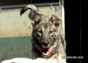 Image of Anatolian Shepherd Oyacalı Sırtlan Import