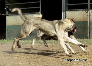 Image of Anatolian Shepherd Oyacalı Sırtlan Import