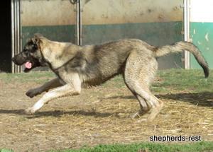 Image of Anatolian Shepherd Oyacalı Sırtlan Import