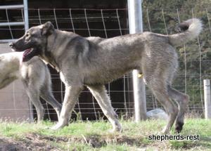 Image of Anatolian Shepherd Oyacalı Sırtlan Import