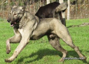 Image of Anatolian Shepherd Oyacalı Sırtlan Import