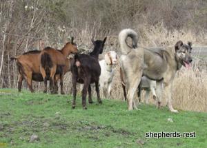 Image of Anatolian Shepherd Oyacalı Sırtlan Import