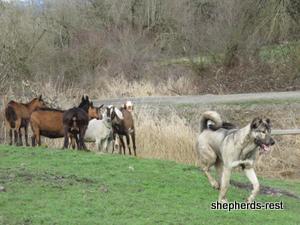 Image of Anatolian Shepherd Oyacalı Sırtlan Import