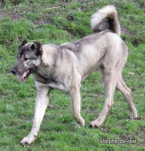 Image of Anatolian Shepherd Oyacalı Sırtlan Import