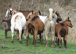 Image of Anatolian Shepherd Oyacalı Sırtlan Import