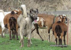 Image of Anatolian Shepherd Oyacalı Sırtlan Import