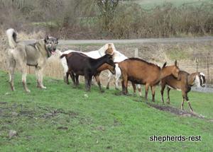Image of Anatolian Shepherd Oyacalı Sırtlan Import