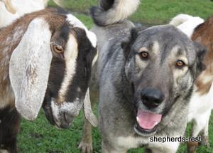 Image of Anatolian Shepherd Oyacalı Sırtlan Import