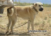 Visiting remote shepherds & shepherd dogs in Turkey
