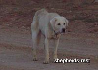 Visiting remote shepherds & shepherd dogs in Turkey