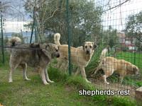 Import trip for Ormanüstü Duman