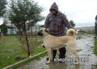 Import trip for Ormanüstü Duman