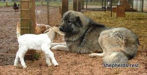 Image of Anatolian Shepherd Unmatched Devotion