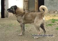 Import trip for Dürbün & Cazip