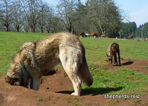 Image of Anatolian Shepherd Excavator of Vast Caverns