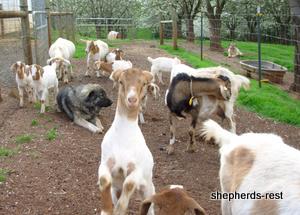 Image of Anatolian Shepherd Herd Guardian