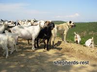 Import Trip for Sibel Can