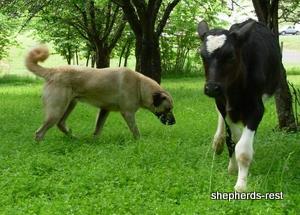Image of Anatolian Shepherd Loyal Guardian