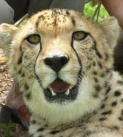 Cheetah Outreach