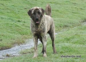 Image of Anatolian Shepherd Tarkan