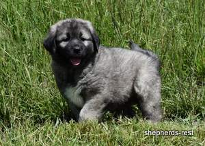 Image of Anatolian Shepherd Taş Bebek