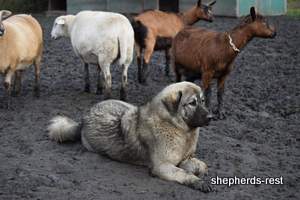 Image of Anatolian Shepherd Taş Bebek