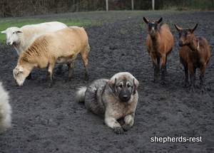 Image of Anatolian Shepherd Taş Bebek